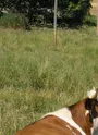 Vache et pisé