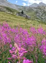 Chemin de la Duis