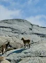 Faune sauvage