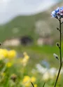 fleurs de montagne