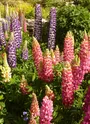 Lupins