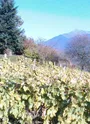 Sentier des vignes Aiton