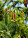 Branches de pins