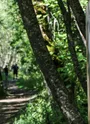 Sentier de Sorlinette en forêt