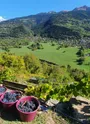 Vignes de La Côte d'Aime