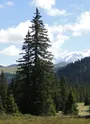 Cohennoz