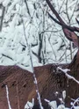 Cerf dans la forêt enneigé de Valfréjus