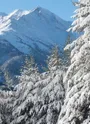 Sardières et sa foret sous la neige