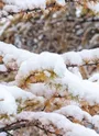 Pemière chute de neige sur la foret