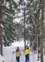 Raquettiste dans la foret enneigée