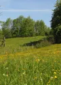 Prairie de pature
