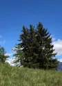 La Vierge du Pinet