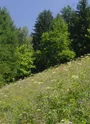 Nature Fleurs
