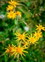 Flore Val d'Arly