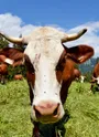 Vache abondance