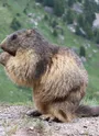 Marmotte