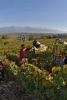 Domaine Maréchal - Le P'tiou Vigneron