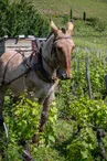 Domaine du Château de Mérande