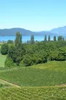 Domaine Jacqueline