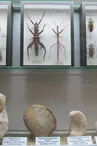 Museum d'Histoire Naturelle