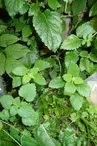 Plantes officinales bio des Infusions des Aiguilles d'Arves