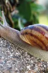 L'Escargot de la Maison Blanche
