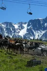 Bergerie Du Rey