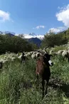 La Bergerie de l'Etoile