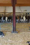 La Ferme de Monsieur Seguin.