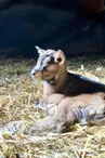 La Ferme des Entremonts