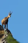 Vanoise - chamois
