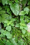 Plantes officinales bio des Infusions des Aiguilles d'Arves
