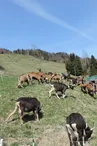 Alpage "Les Mouilles"