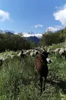 La Bergerie de l'Etoile